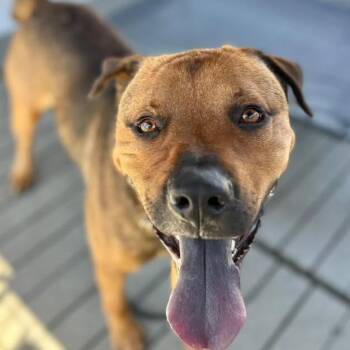 Alistair Mac -  Rottweiler and Chow Chow Dog for Adoption in San Pablo, California - Alistair Mac | PetCurious