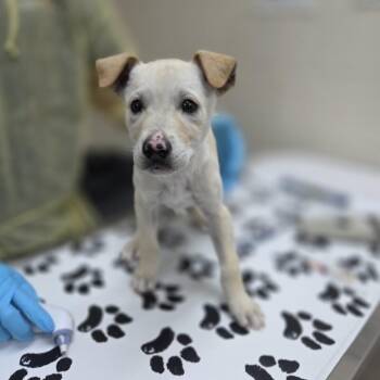 Retriever and Great Pyrenees Dogs Available for Adoption in Incline Village, Nevada - Wiseman | PetCurious