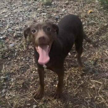 Hewitt -  Labrador Retriever and Mixed Breed Dog for Adoption in Medfield, Massachusetts - Hewitt | PetCurious