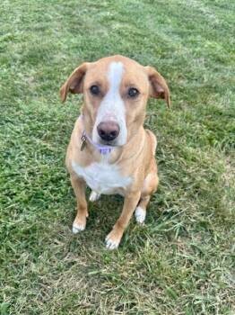 River (f) -  Labrador Retriever Dog for Adoption in Nashville, Tennessee - River (f) | PetCurious