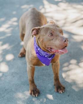 AURORA -  American Bulldog and Mixed Breed Dog for Adoption in Doral, Florida - AURORA | PetCurious