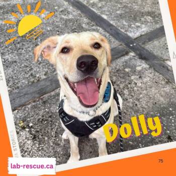 Rescue Yellow Labrador Retriever Dogs for Adoption in Oakville, Ontario - Dolly | PetCurious