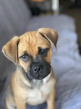 Rescue Pug and Beagle Dogs for Adoption in Los Angeles, California - Frieda | PetCurious
