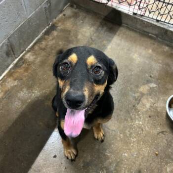 BarkTwain -  Mixed Breed Dog for Adoption in Corbin, Kentucky - BarkTwain | PetCurious