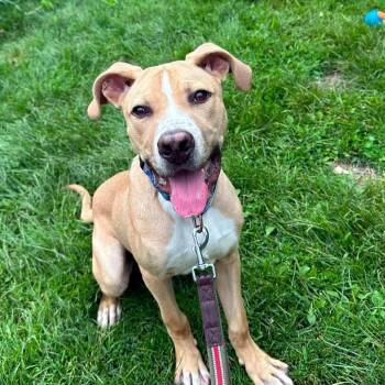 Hoagie -  Mixed Breed Dog for Adoption in Oshkosh, Wisconsin - Hoagie | PetCurious