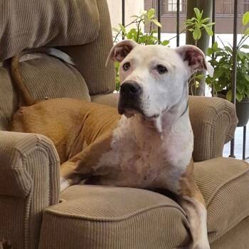 Terrier Dogs Available for Adoption in Columbia, Illinois - PJ | PetCurious