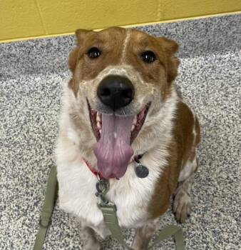 Australian Cattle Dog Blue Heeler Dogs Available for Adoption in Golden, Colorado - Joe | PetCurious