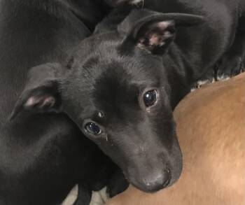 Pit Bull Terrier and Labrador Retriever Dogs Available for Adoption in Conroe, Texas - A427365 | PetCurious