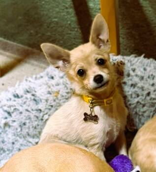 Churro -  Chihuahua Dog for Adoption in Gig Harbor, Washington - Churro | PetCurious