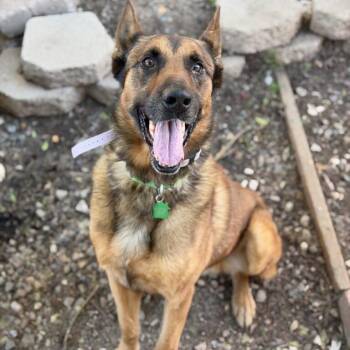 Ragnar -  Belgian Shepherd Malinois Dog for Adoption in San Diego, California - Ragnar | PetCurious