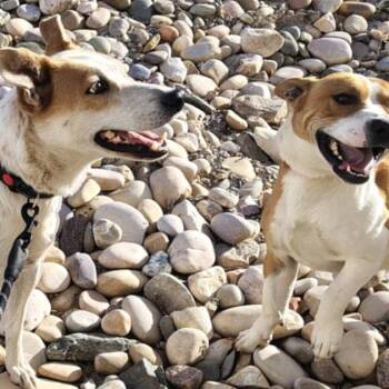 Carl -  Mixed Breed Dog for Adoption in Idaho Falls, Idaho - Carl | PetCurious