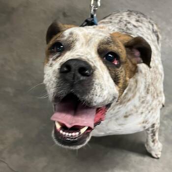 Boxer and Mixed Breed Dogs Available for Adoption in Tampa, Florida - Hank | PetCurious