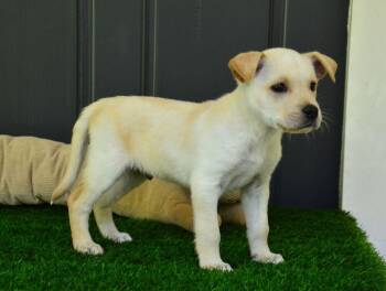 Golden Retriever and Labrador Retriever Dogs Available for Adoption in Willingboro, New Jersey - Eric | PetCurious
