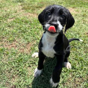 Padme -  Mixed Breed Dog Available for Adoption in Roxboro, North Carolina - Padme | PetCurious
