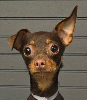 Zoi -  Chihuahua Dog for Adoption in Newport, Tennessee - Zoi | PetCurious