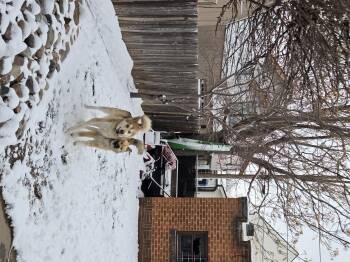 Husky and Shepherd Dogs Available for Adoption - Bear | PetCurious