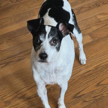 Homer -  Jack Russell Terrier Dog for Adoption in Cedar Rapids, Iowa - Homer | PetCurious
