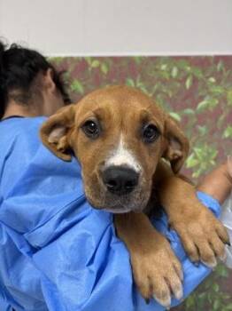 Hopper -  Mastiff and Mixed Breed Dog for Adoption in San Antonio, Texas - Hopper | PetCurious