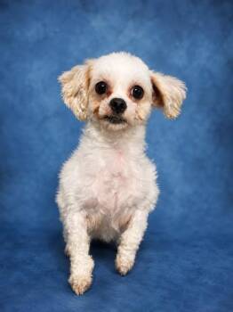 Maltese Dogs Available for Adoption in Westminster, Maryland - PRADA | PetCurious