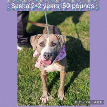 Pit Bull Terrier Dogs Available for Adoption - Sasha | PetCurious