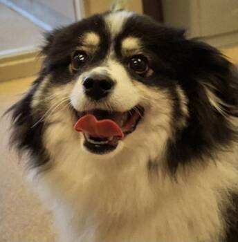 Salem -  Australian Shepherd Dog for Adoption in Brenham, Texas - Salem | PetCurious