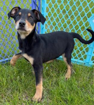 Stevie -  Mixed Breed Dog for Adoption in Homewood, Illinois - Stevie | PetCurious