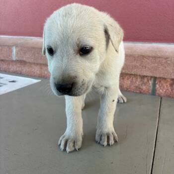 Shepherd Dogs Available for Adoption - Shiner | PetCurious