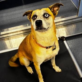 Nylah -  Boxer Dog for Adoption in Saint Joseph, Missouri - Nylah | PetCurious