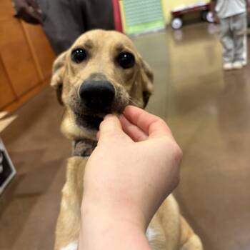 Rescue Australian Cattle Dog Blue Heeler and Basset Hound Dogs for Adoption in Lynchburg, Virginia - Bella | PetCurious