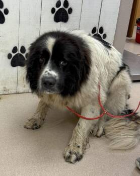 Rescue Newfoundland Dog Dogs for Adoption in Wagoner, Oklahoma - Oscar | PetCurious