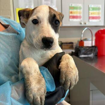 Mixed Breed Dogs Available for Adoption in Huntington, West Virginia - Paisley | PetCurious
