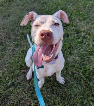 Sunflower -  Dalmatian and Mixed Breed Dog for Adoption in Cedar Rapids, Iowa - Sunflower | PetCurious