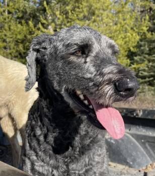 Standard Poodle and Giant Schnauzer Dogs Available for Adoption - Heidi - Courtesy Listing See Info  | PetCurious