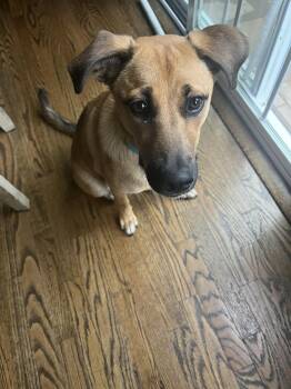 ESTELLA -  Husky Dog for Adoption in Holbrook, New York - ESTELLA | PetCurious
