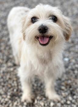 Jeffrey -  Maltese and Terrier Dog for Adoption in Manhattan Beach, California - Jeffrey | PetCurious