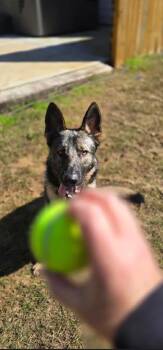 Hayden -  German Shepherd Dog Dog for Adoption in Sharpsburg, Georgia - Hayden | PetCurious