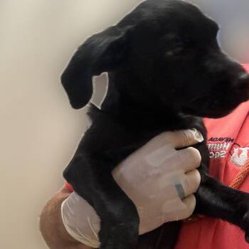 Sarah Sanderson -  Black Labrador Retriever and Mixed Breed Dog for Adoption in Reno, Nevada - Sarah Sanderson | PetCurious