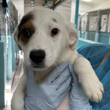 Pearl - Butler Campus -  Cattle Dog Dog for Adoption in Flagstaff, Arizona - Pearl - Butler Campus | PetCurious