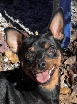 BABE -  Miniature Pinscher Dog for Adoption in Chicopee, Massachusetts - BABE | PetCurious
