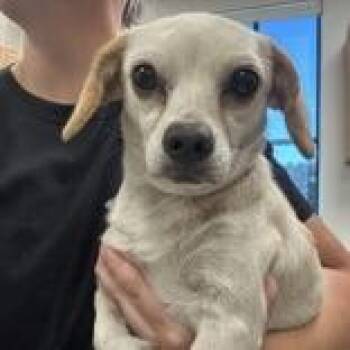 Buffy -  Terrier Dog for Adoption in Tampa, Florida - Buffy | PetCurious