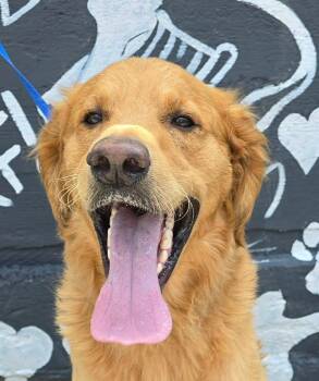 Sambucus -  Golden Retriever Dog for Adoption in Newport, Tennessee - Sambucus | PetCurious