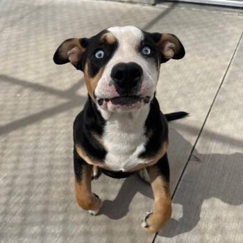 Pit Bull Terrier Dogs Available for Adoption in Mcpherson, Kansas - Duke | PetCurious