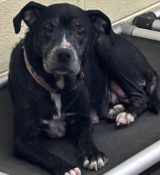 TEETER -  Pit Bull Terrier Dog for Adoption in Elizabethton, Tennessee - TEETER | PetCurious