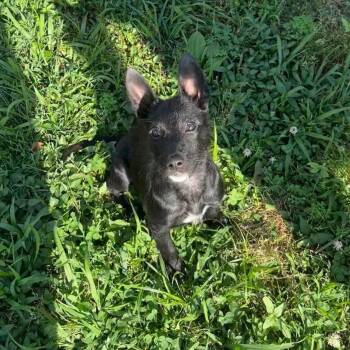 Bernadette -  Belgian Shepherd Malinois and Mixed Breed Dog for Adoption in Southside, Tennessee - Bernadette | PetCurious