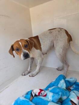 Lulu -  Mixed Breed Dog for Adoption in Mobile, Alabama - Lulu | PetCurious
