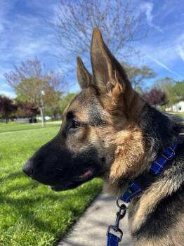 German Shepherd Dog Dogs Available for Adoption - Dexter | PetCurious