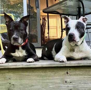 Rescue Australian Cattle Dog Blue Heeler and Pit Bull Terrier Dogs for Adoption - BETTY & BOOTSY (BONDED SENIOR SISTERS) | PetCurious