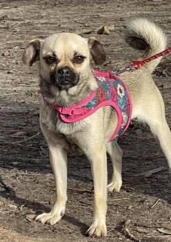 Pug and Terrier Dogs Available for Adoption in Cupertino, California - HONEY 3 Yrs 15 Lbs | PetCurious
