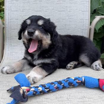 Scone -  Australian Shepherd and Anatolian Shepherd Dog for Adoption in Minneapolis, Minnesota - Scone | PetCurious