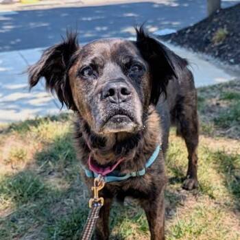 Mixed Breed Dogs Available for Adoption in Richmond, Virginia - Duntada | PetCurious